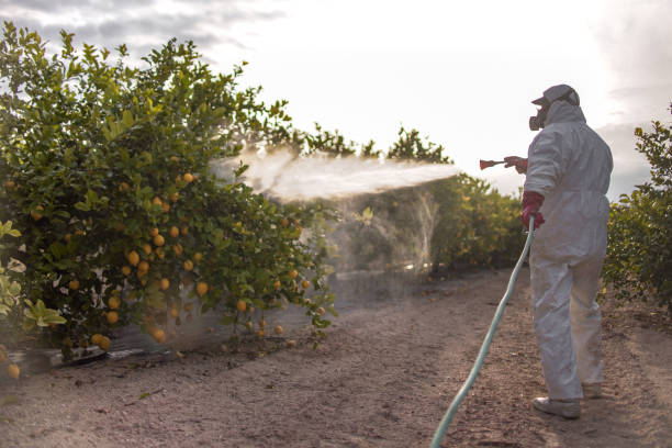 Best Rodent Control Near Me  in Iraan, TX