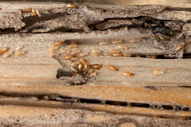 Best Cockroach Control Services  in Iraan, TX