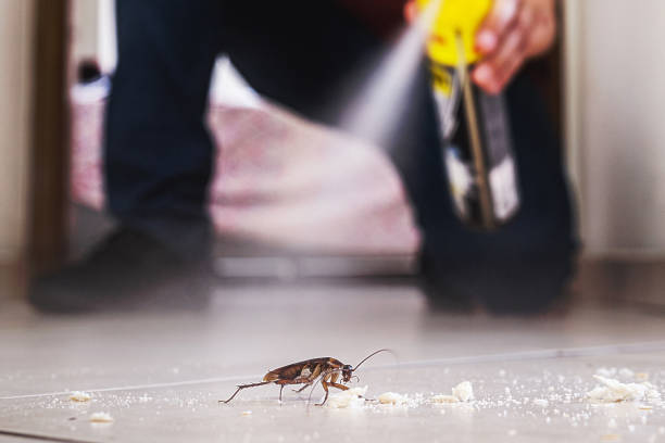 Best Local Pest Control Services  in Iraan, TX
